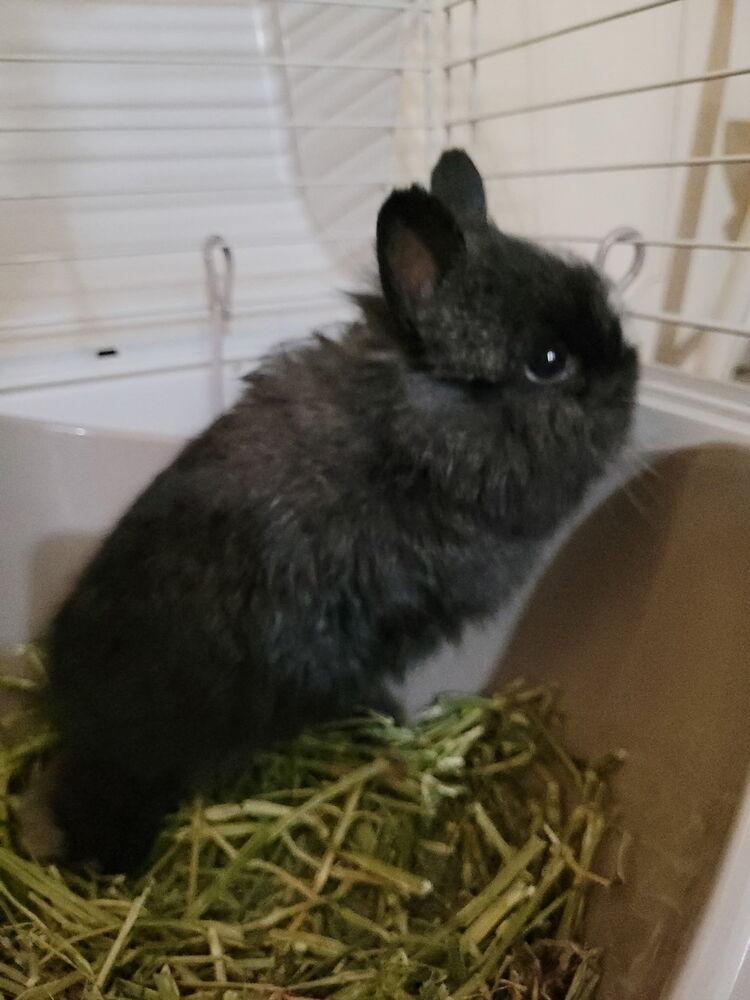 Enlarge Bebe, a Adopted mixed breed in Longwood, FL image 2/2