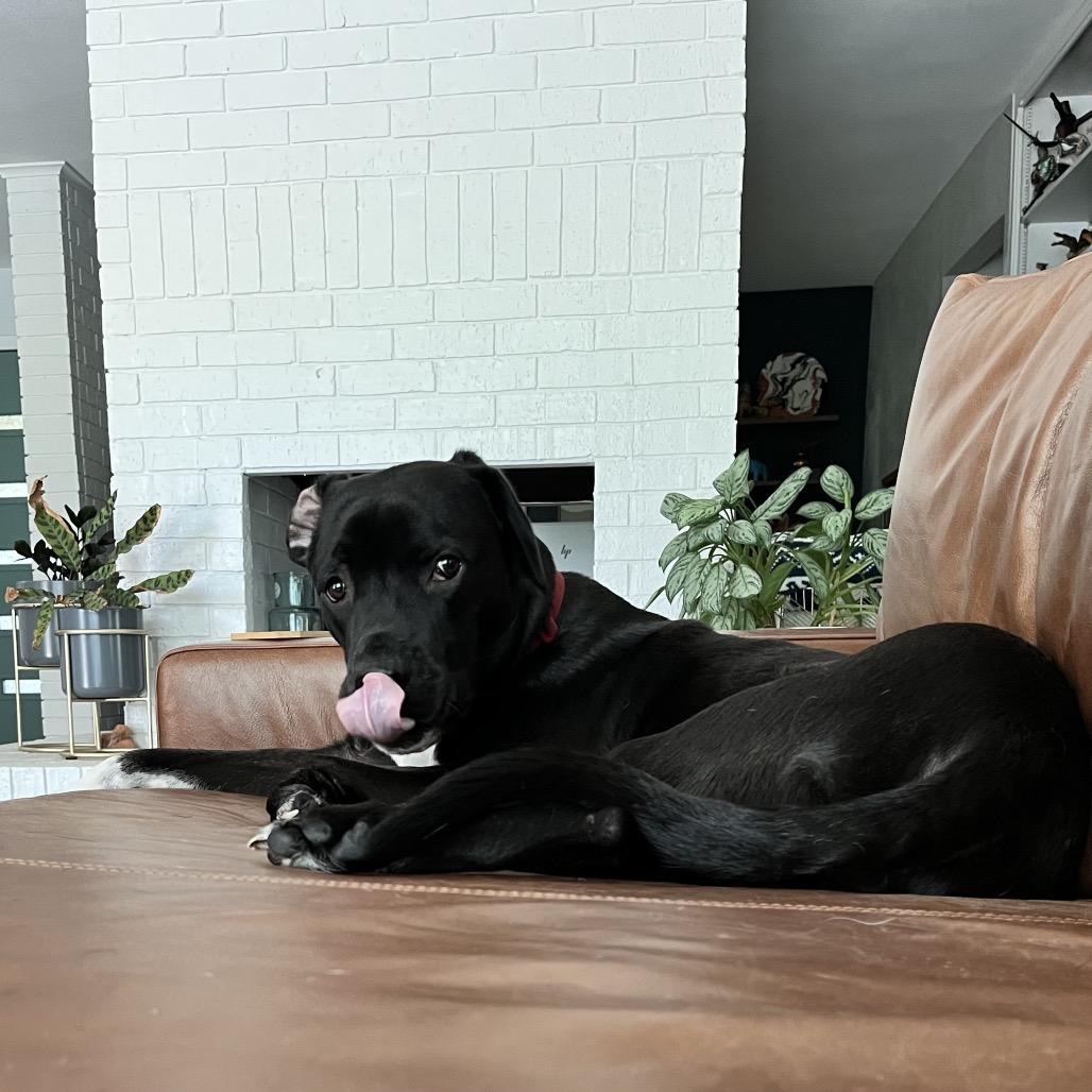 Enlarge Ripley, a Adoptable American Staffordshire Terrier in Dallas, TX image 1/6