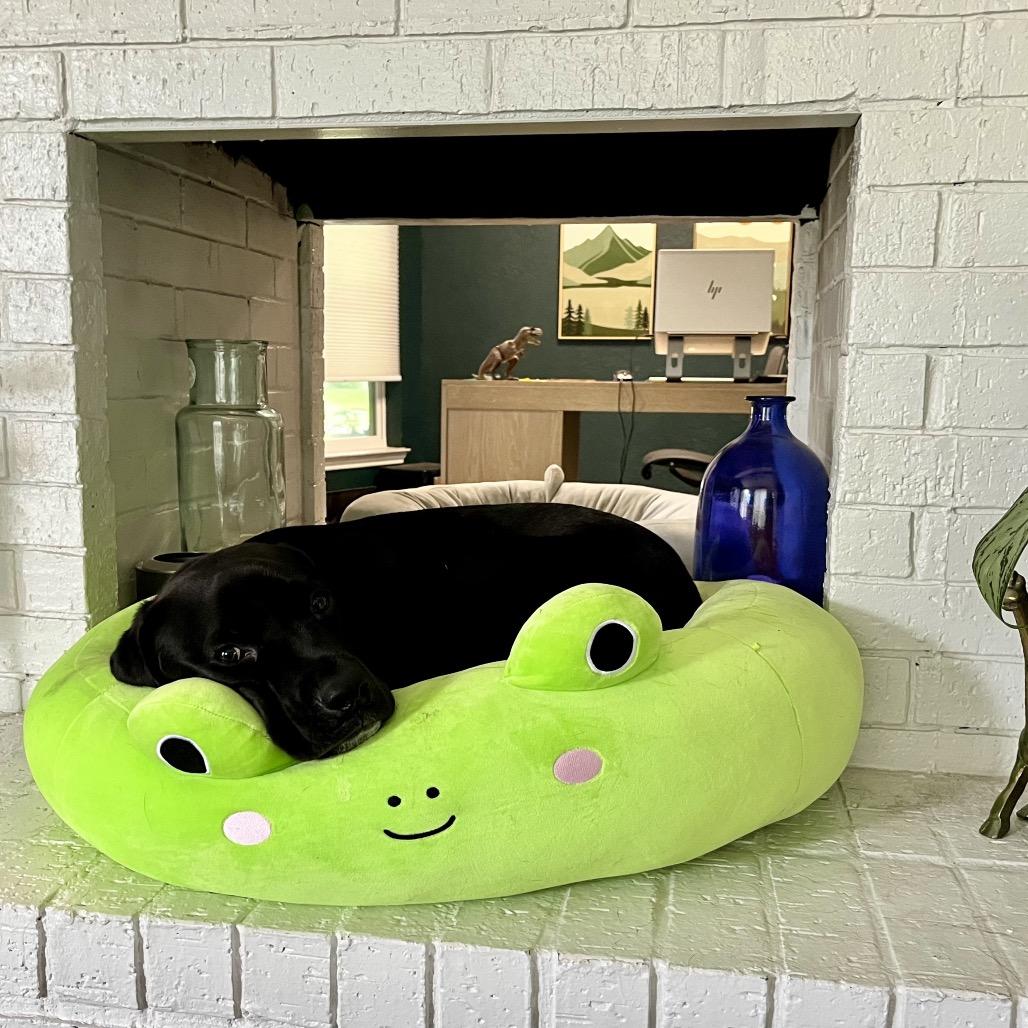 Enlarge Ripley, a Adoptable American Staffordshire Terrier in Dallas, TX image 2/6