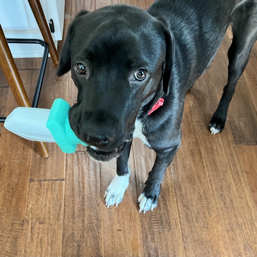 Enlarge Ripley, a Adoptable American Staffordshire Terrier in Dallas, TX image 3/6