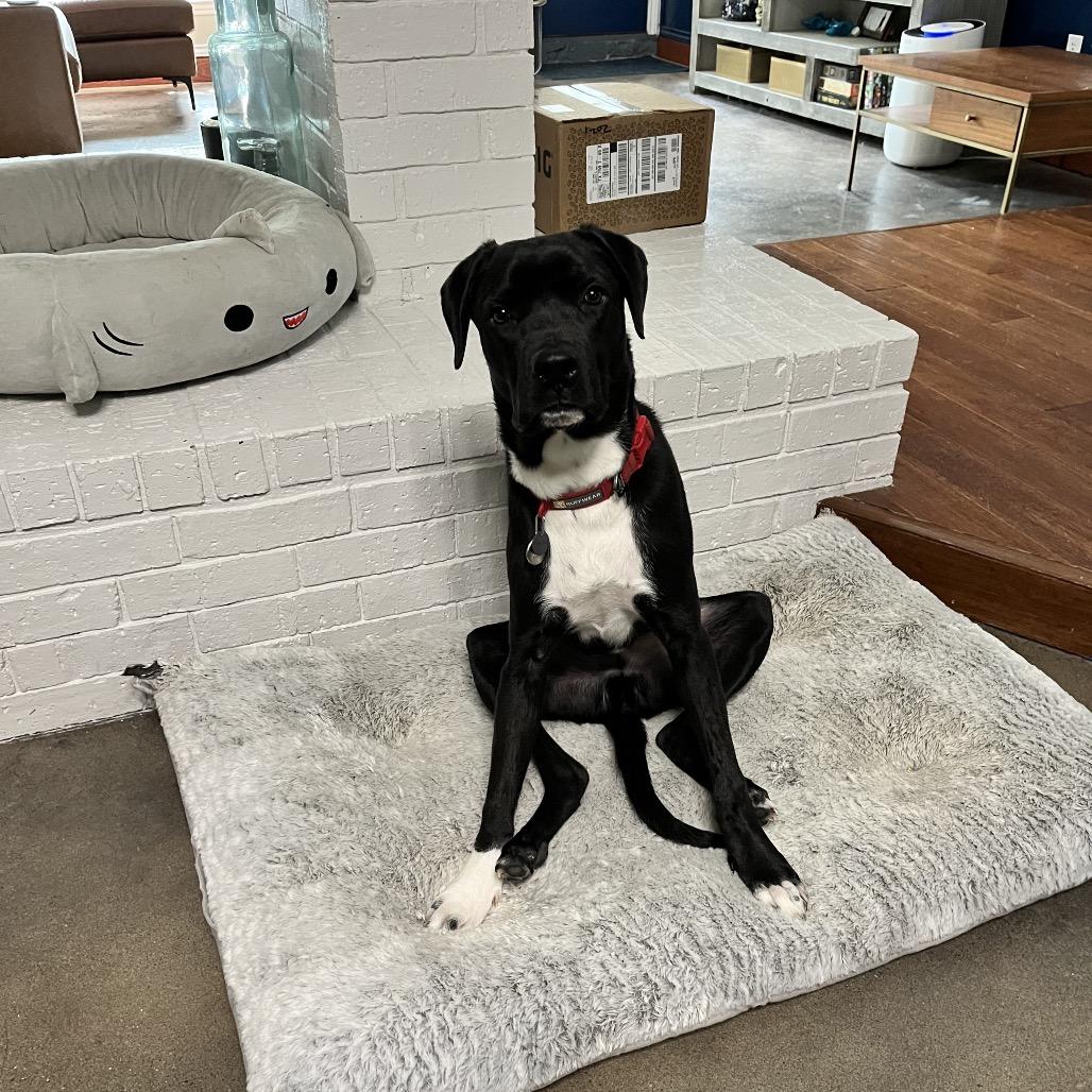 Enlarge Ripley, a Adoptable American Staffordshire Terrier in Dallas, TX image 5/6