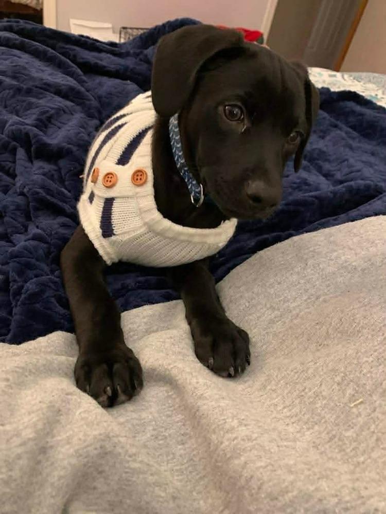 Harris, Adoptable, Puppy Male Labrador Retriever.