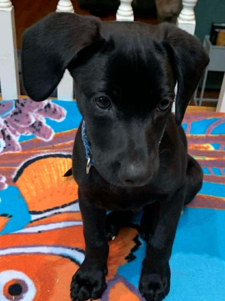 Harris, Adoptable, Puppy Male Labrador Retriever.