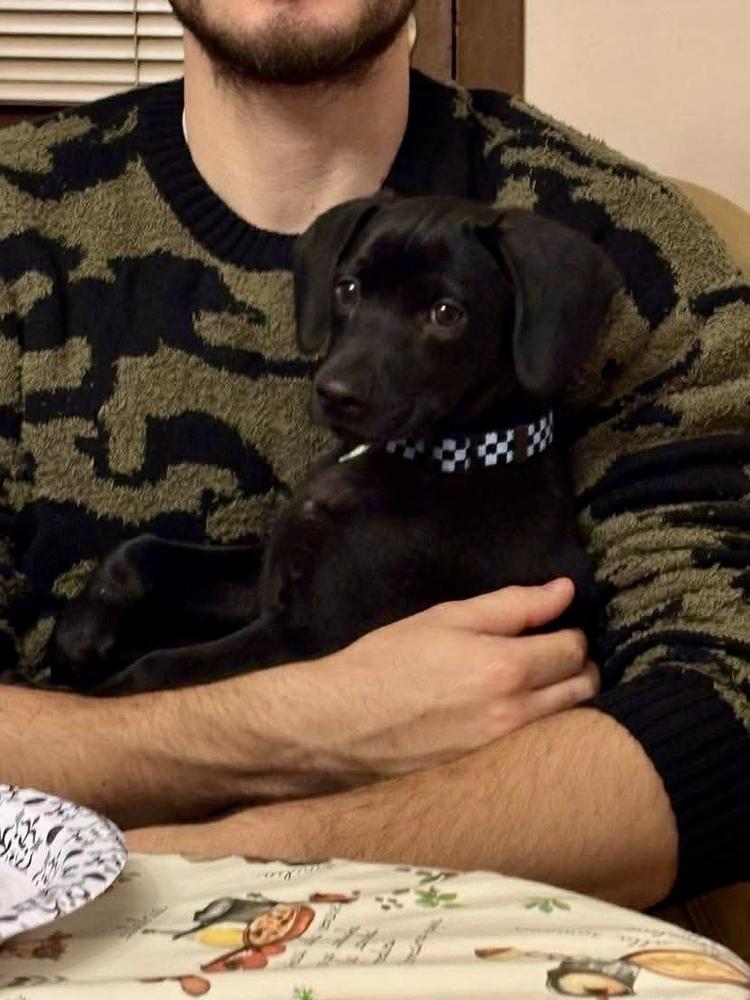 Harris, a Adoptable mixed breed in Valley Stream, NY image 3/6