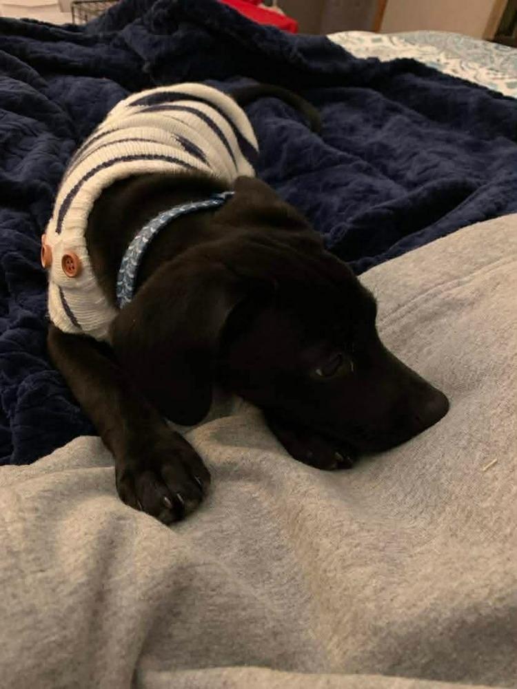 Harris, a Adoptable mixed breed in Valley Stream, NY image 4/6