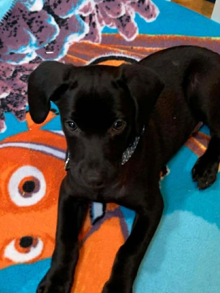 Harris, a Adoptable mixed breed in Valley Stream, NY image 5/6