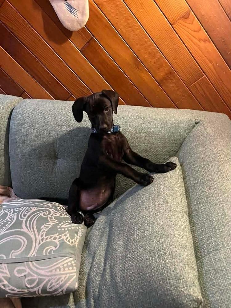 Harris, a Adoptable mixed breed in Valley Stream, NY image 6/6