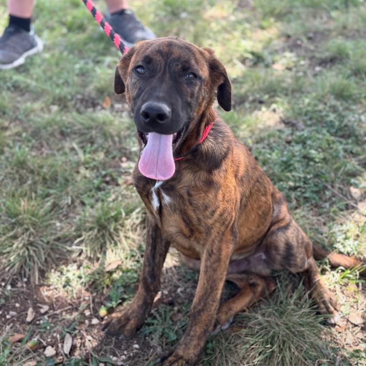 Clove, Adoptable, Young Male Shepherd & Mixed Breed.