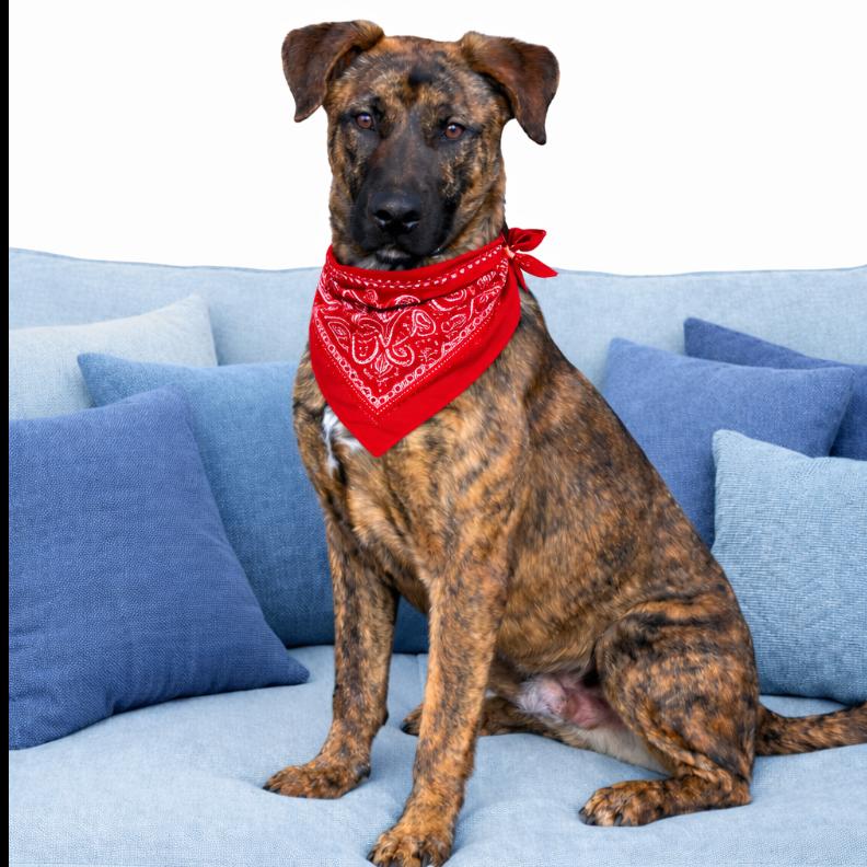 Enlarge Clove, a Adoptable mixed breed in Hagerstown, MD image 2/3