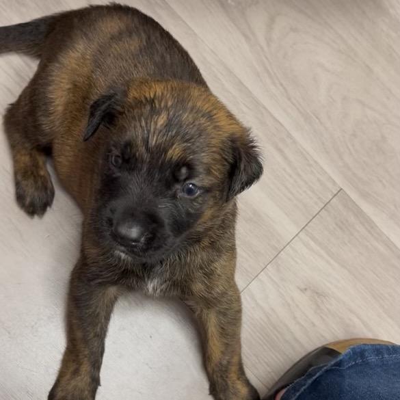 Enlarge Clove, a Adoptable mixed breed in Hagerstown, MD image 2/2