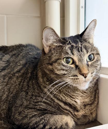 Enlarge Darla, a Adoptable mixed breed in Bellevue, WA image 1/3