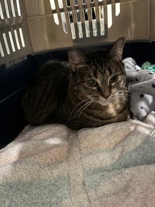 Enlarge Darla, a Adoptable mixed breed in Bellevue, WA image 2/3