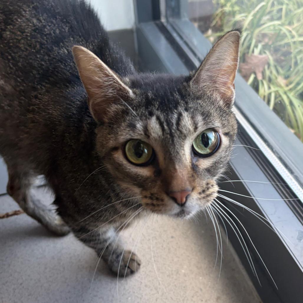 Tootie, Adoptable, Adult Female Domestic Short Hair.