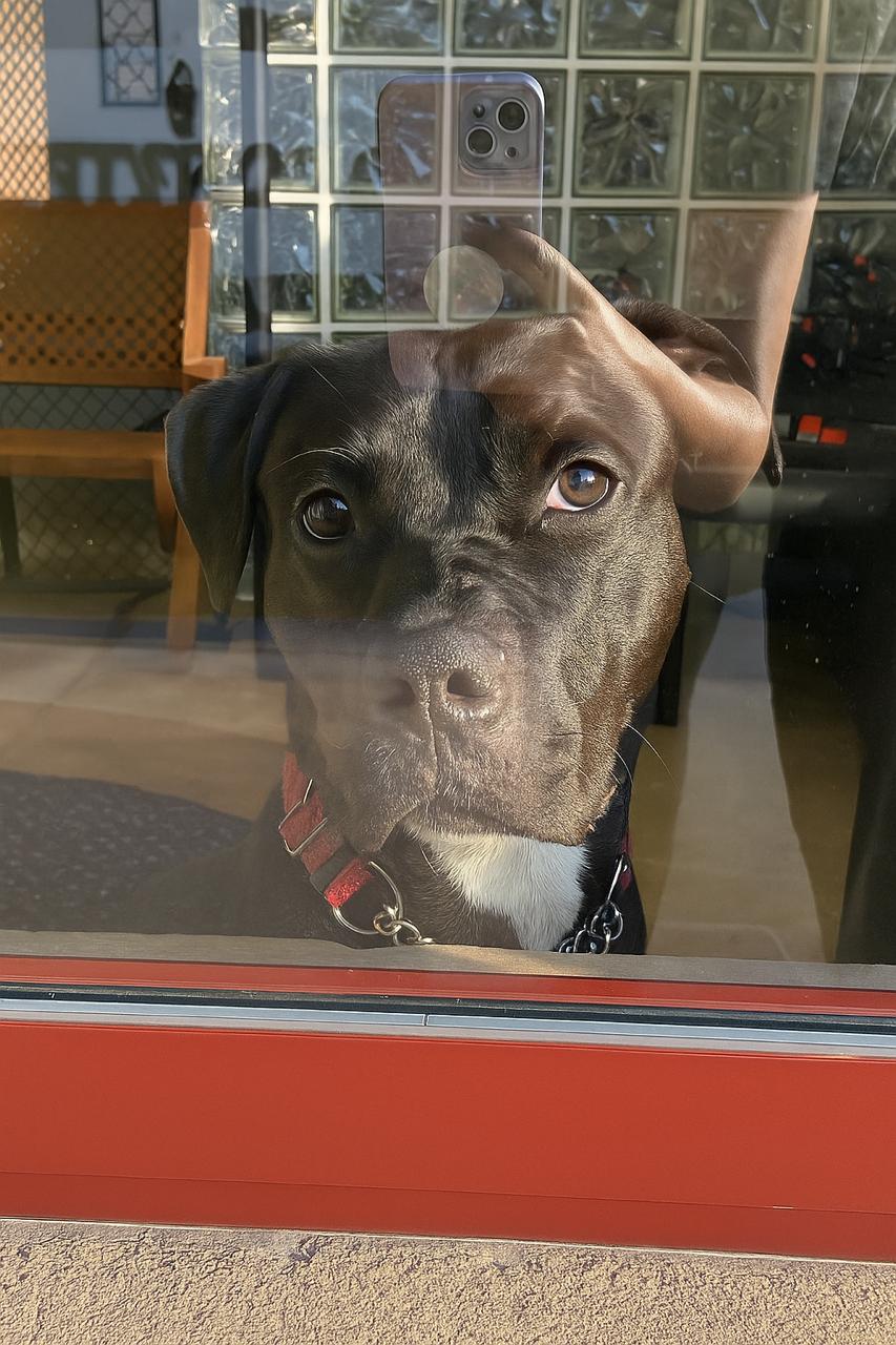 Willow, Adoptable, Young Female Pit Bull Terrier.