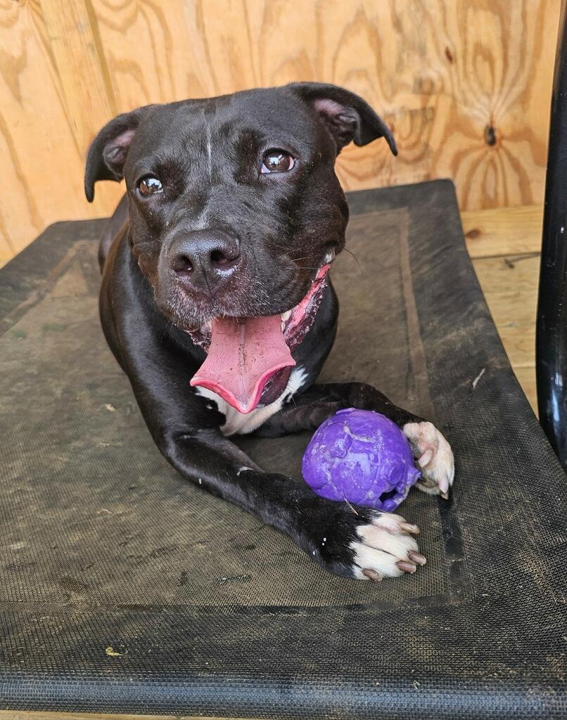 Willow, a Adoptable mixed breed in Old Bridge, NJ image 1/2