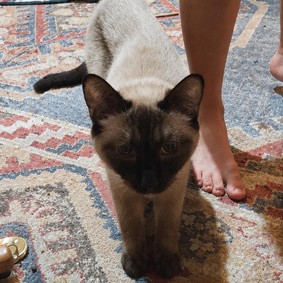 Cocoa, Adopted, Young Female Siamese.