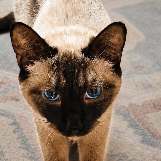 Enlarge Cocoa, a Adopted Siamese in Blue Earth, MN image 2/2