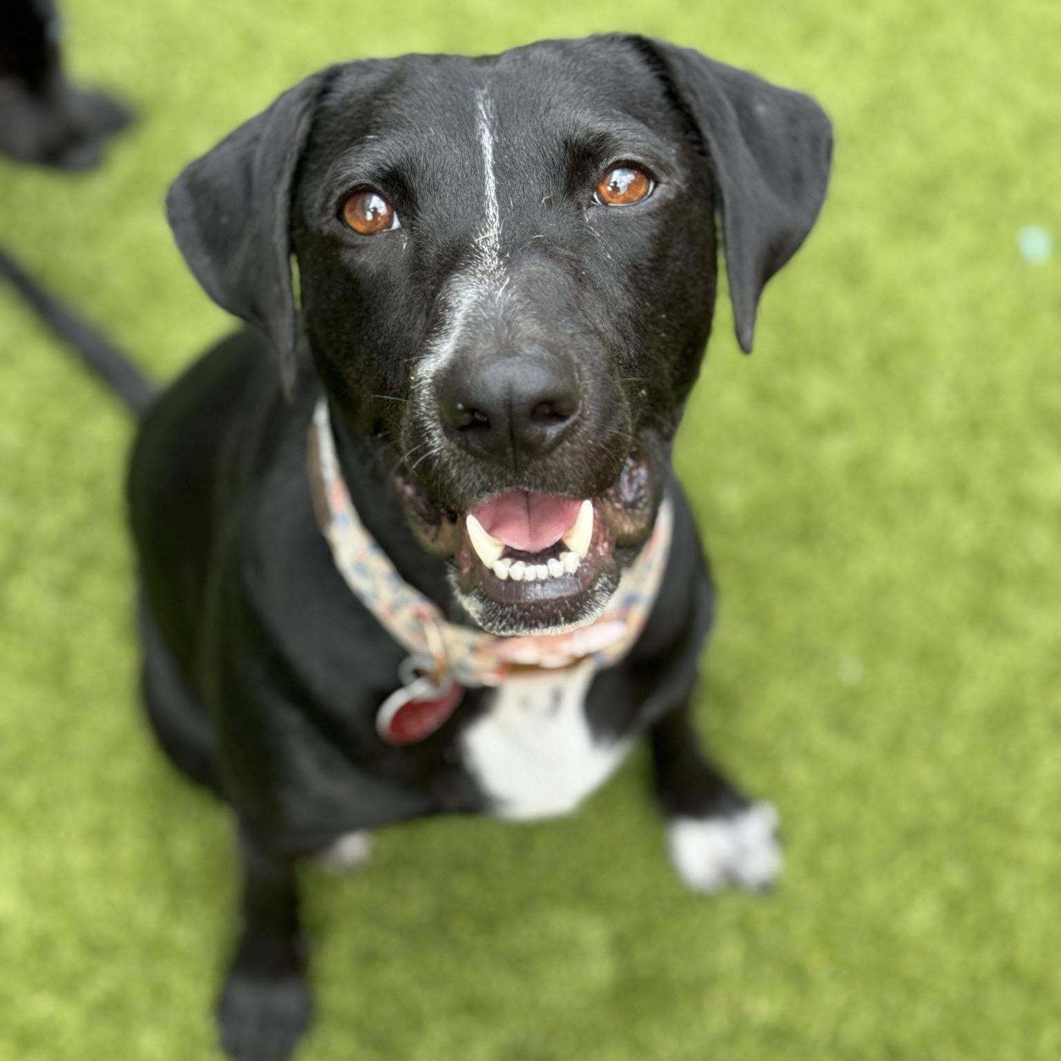 Dog for adoption Hope, a Retriever in Mooresville, NC Petfinder