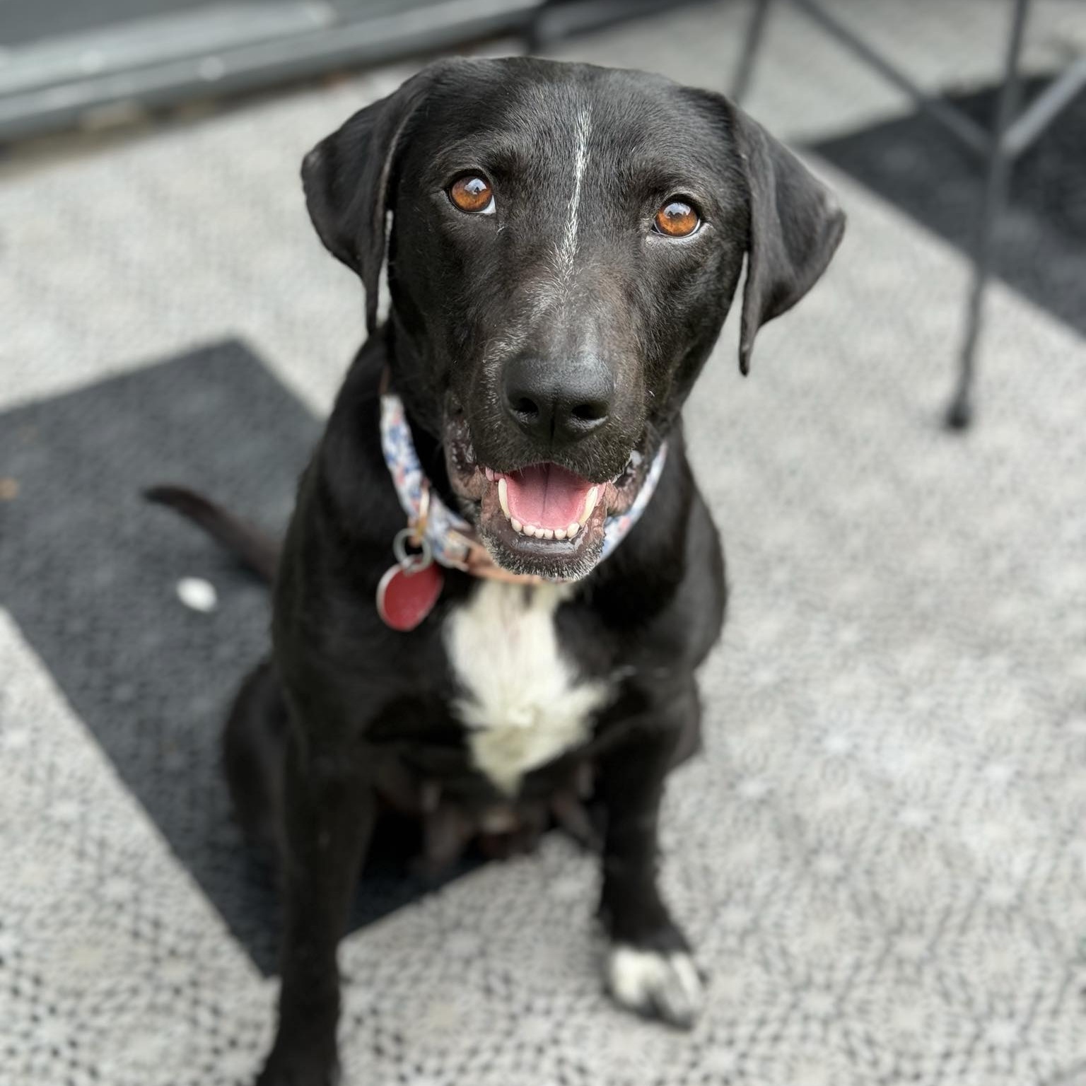 Dog for adoption Hope, a Retriever in Mooresville, NC Petfinder