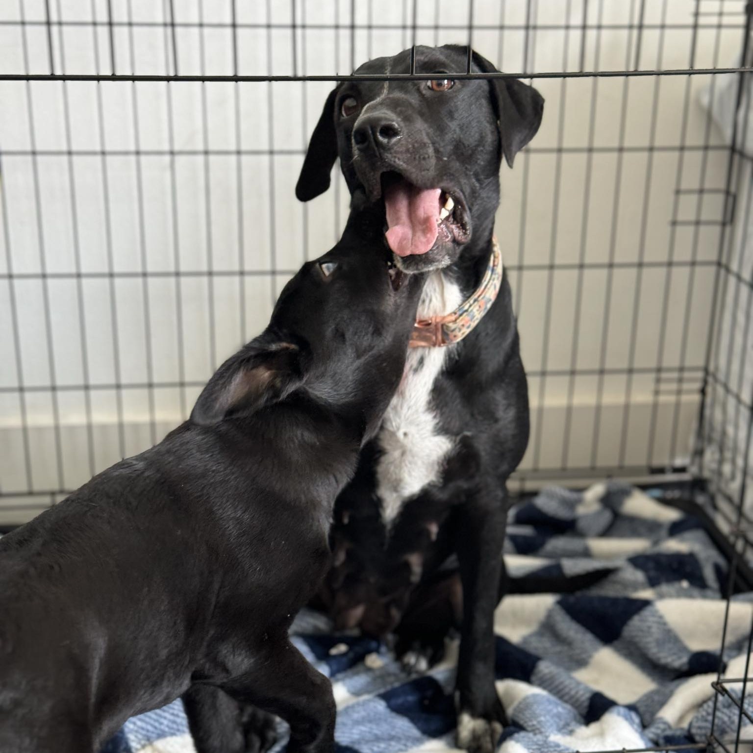 Dog for adoption Hope, a Retriever in Mooresville, NC Petfinder