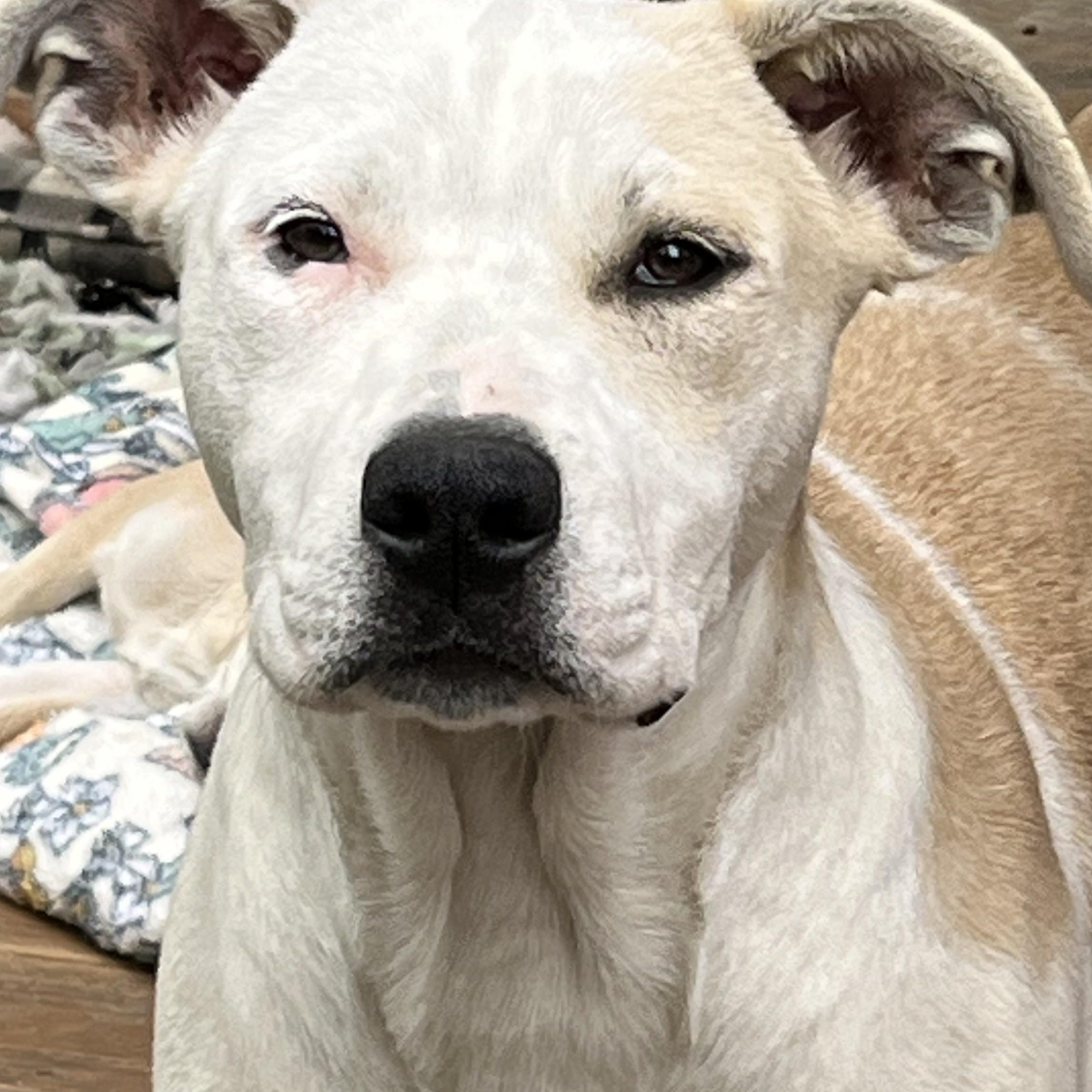 Teresa (Reduced Fee Until 12/15)