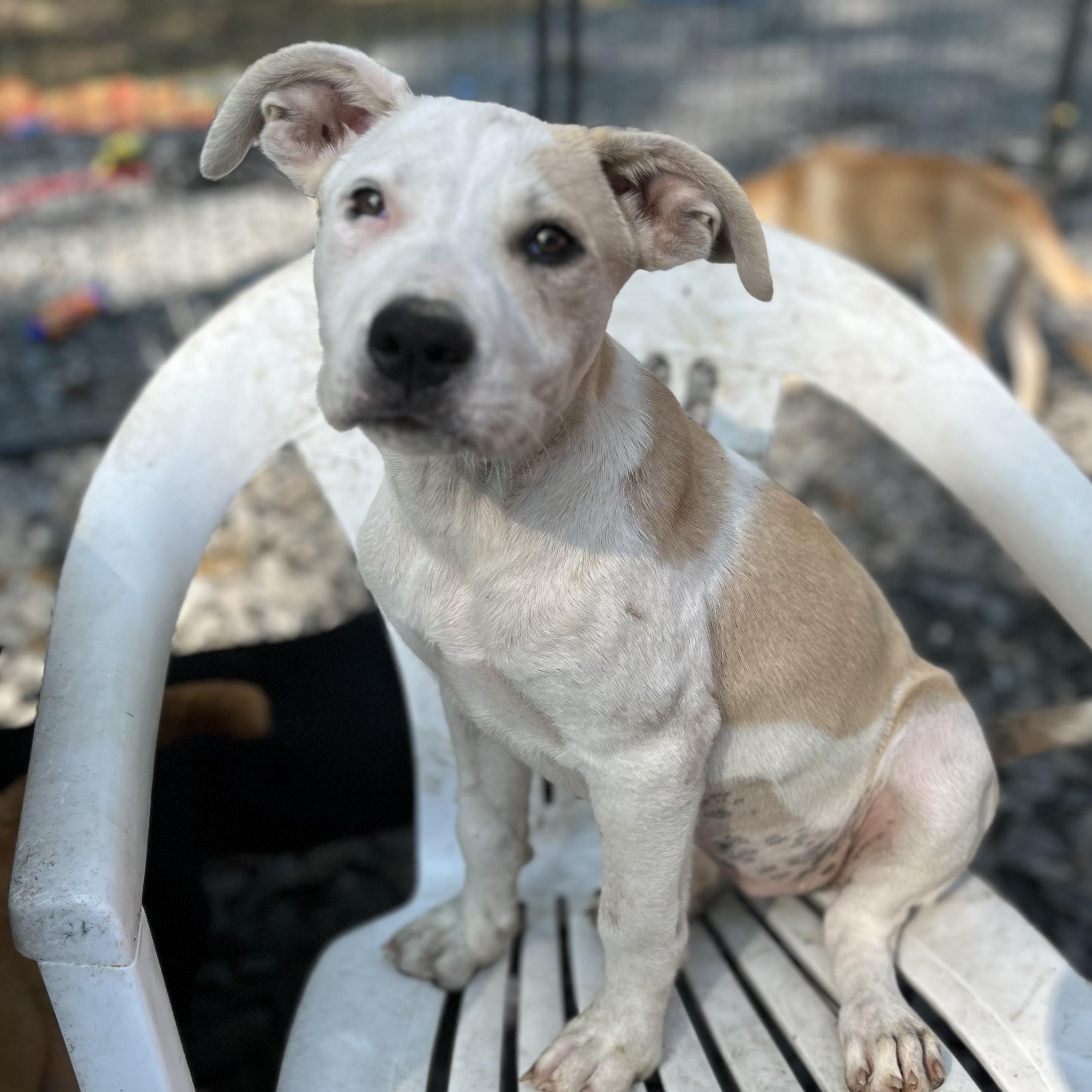 Teresa (Reduced Fee Until 12/15)