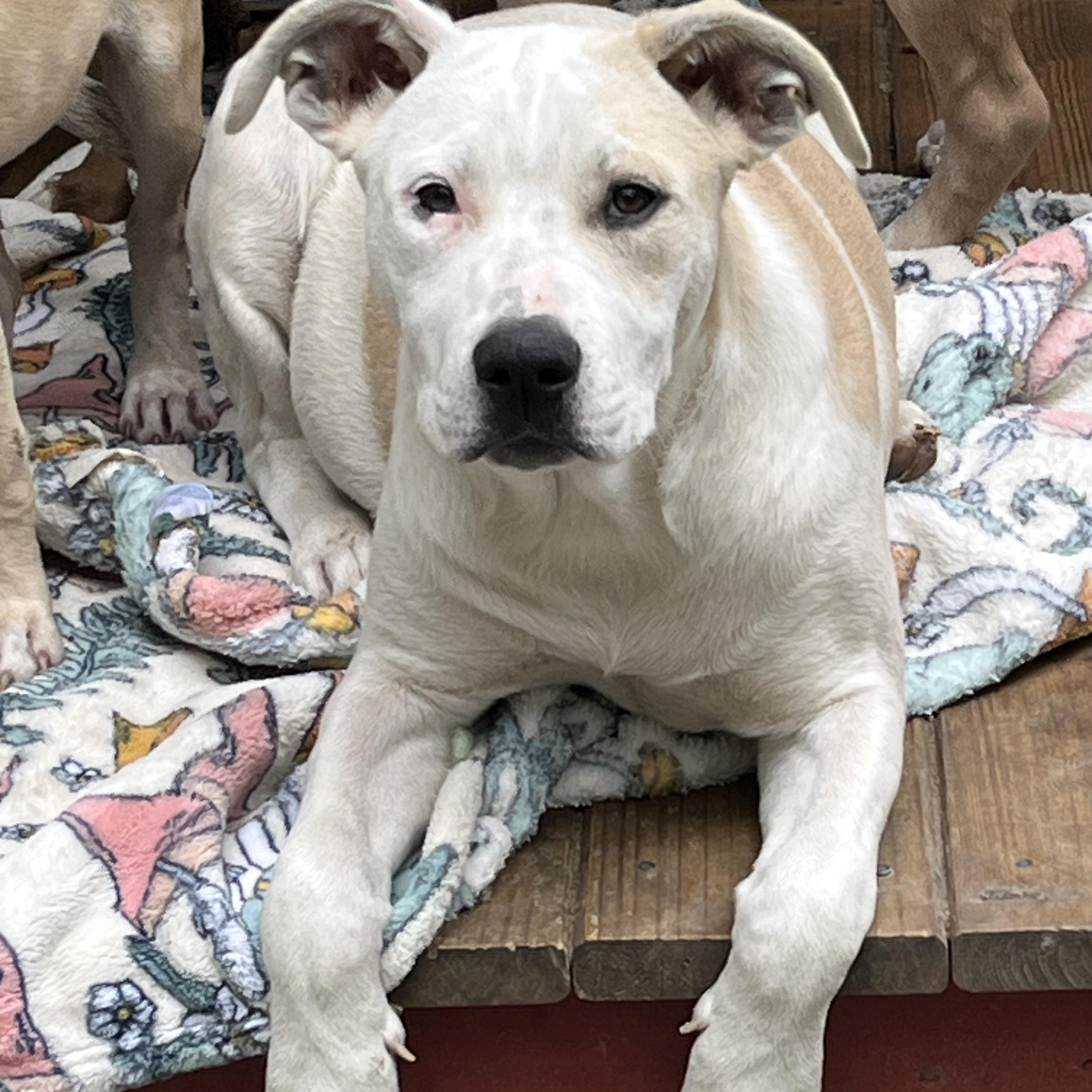 Teresa (Reduced Fee Until 12/15)