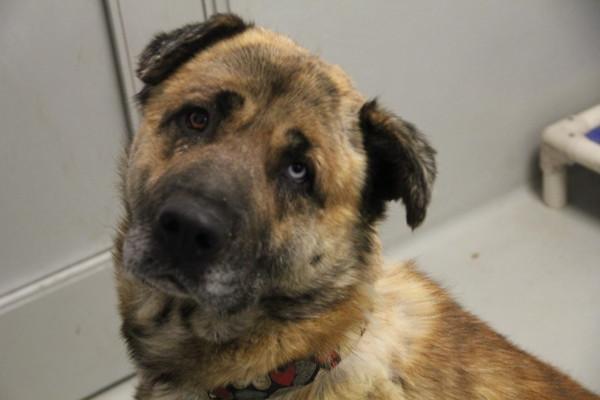 King, Adoptable, Senior Male Mixed Breed.
