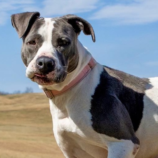 Dolly, ADOPTABLE, Young Female Pit Bull Terrier.