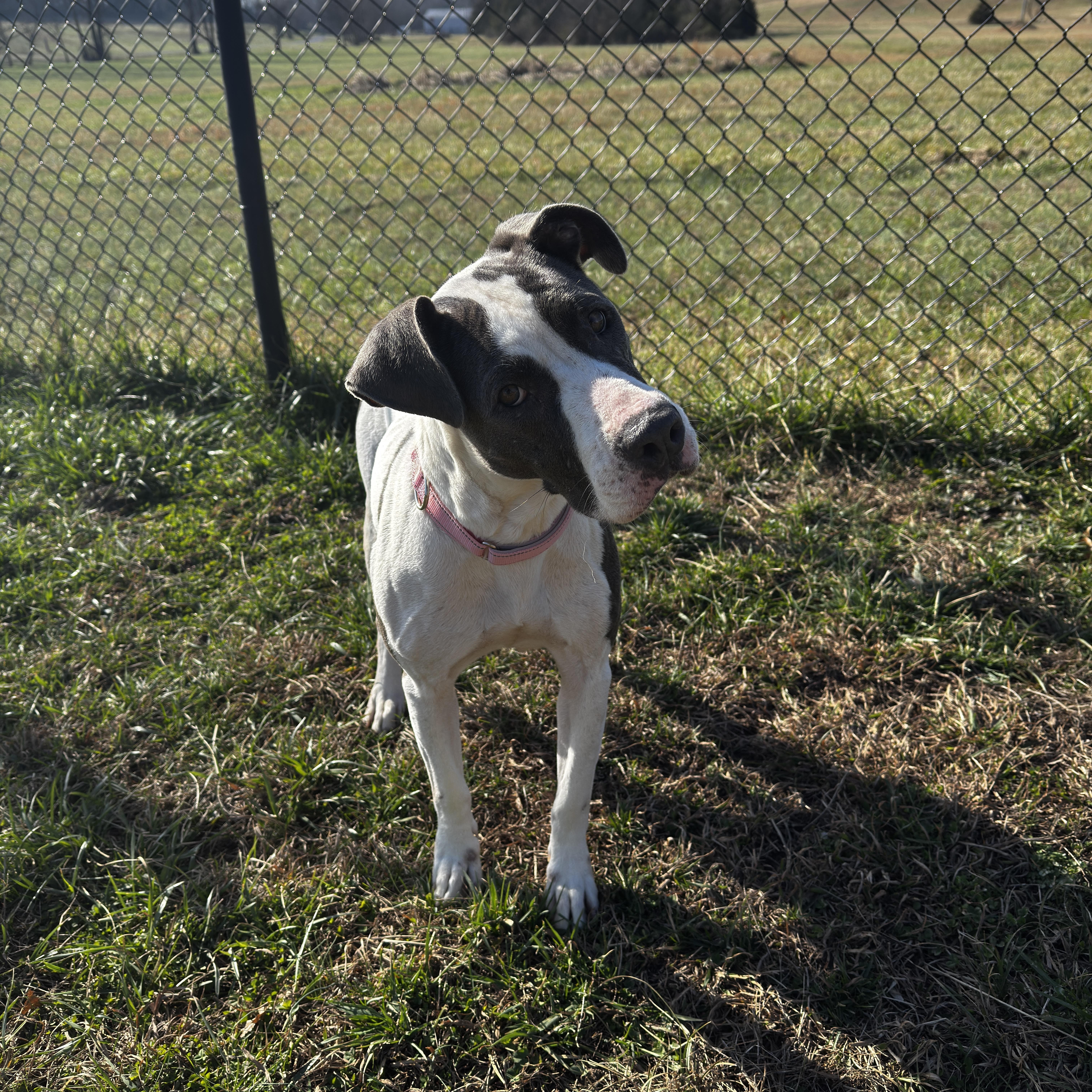 Enlarge Dolly, a ADOPTABLE mixed breed in Lebanon, TN image 1/4