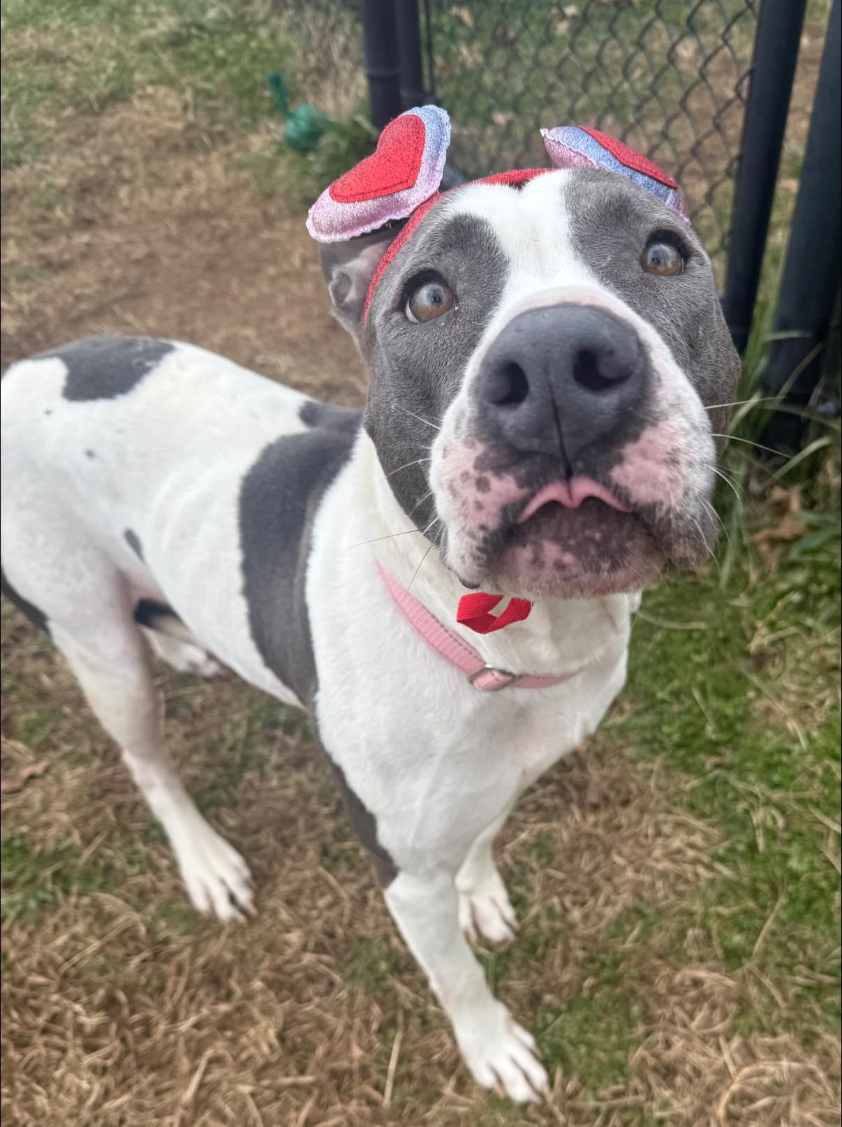 Enlarge Dolly, a ADOPTABLE mixed breed in Lebanon, TN image 4/6