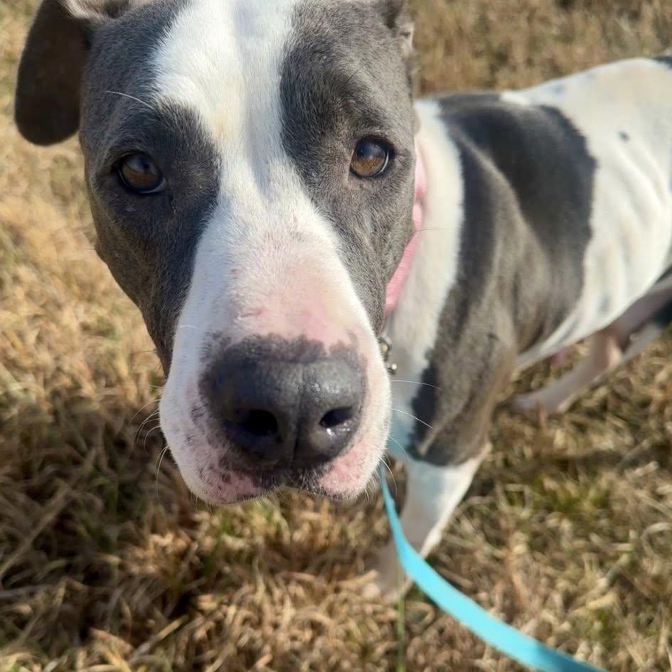 Enlarge Dolly, a ADOPTABLE mixed breed in Lebanon, TN image 2/4