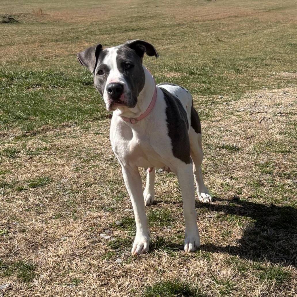 Enlarge Dolly, a ADOPTABLE mixed breed in Lebanon, TN image 6/6