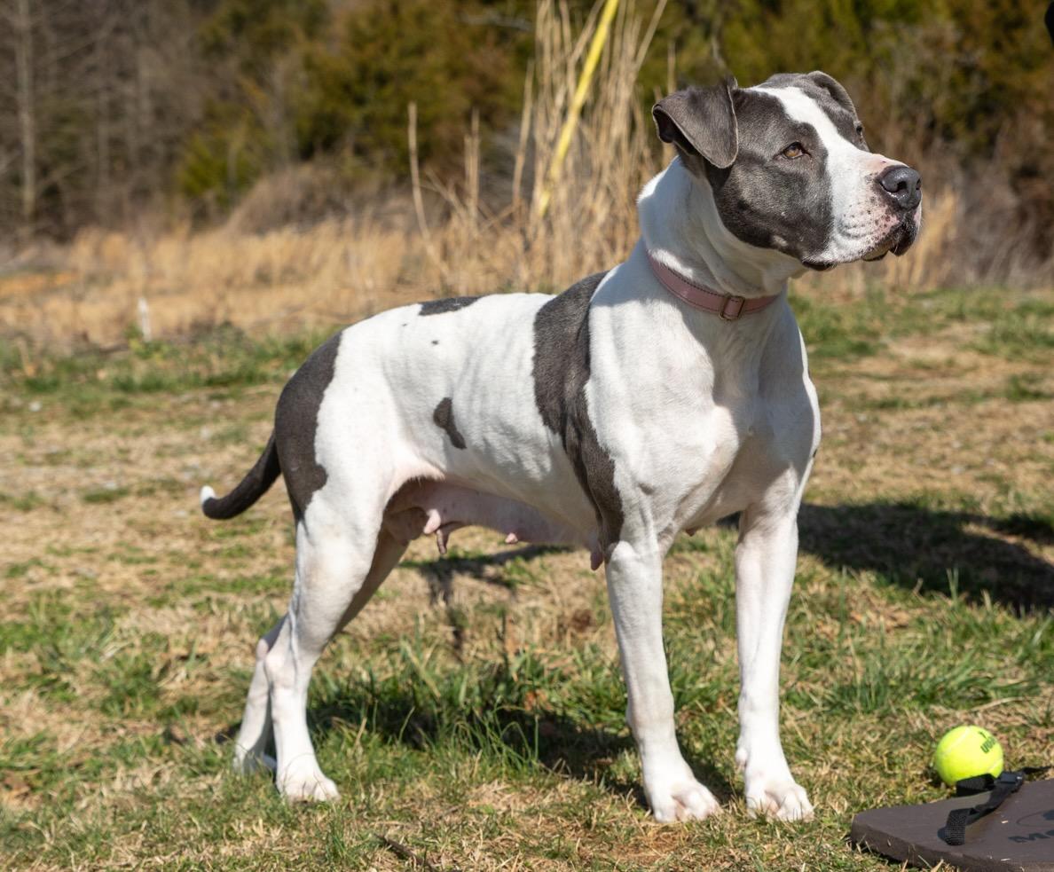 Enlarge Dolly, a ADOPTABLE mixed breed in Lebanon, TN image 3/6