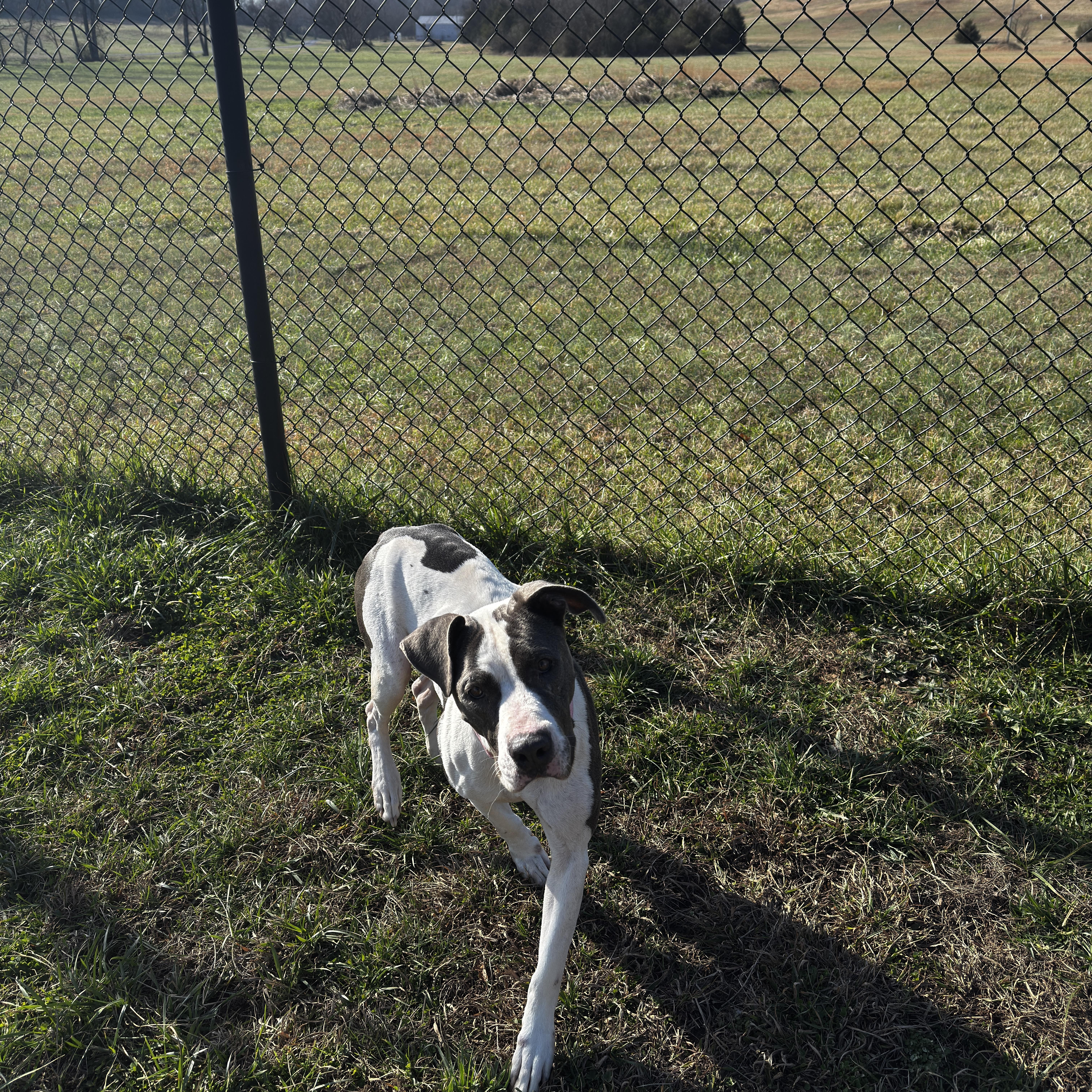 Enlarge Dolly, a ADOPTABLE mixed breed in Lebanon, TN image 4/4