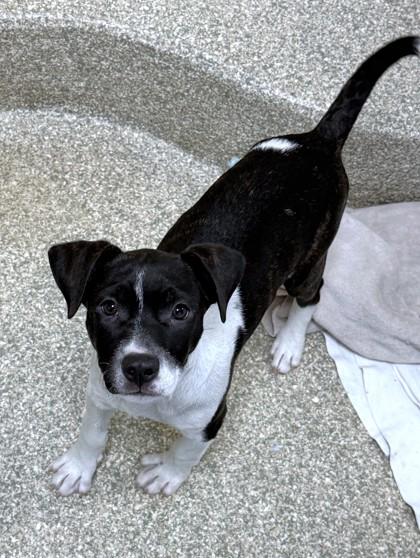 Enlarge Brindley, a Adoptable mixed breed in Washington, DC image 1/3