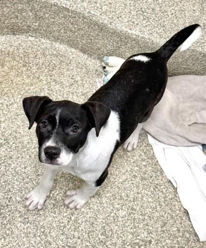 Enlarge Brindley, a Adoptable mixed breed in Washington, DC image 2/3