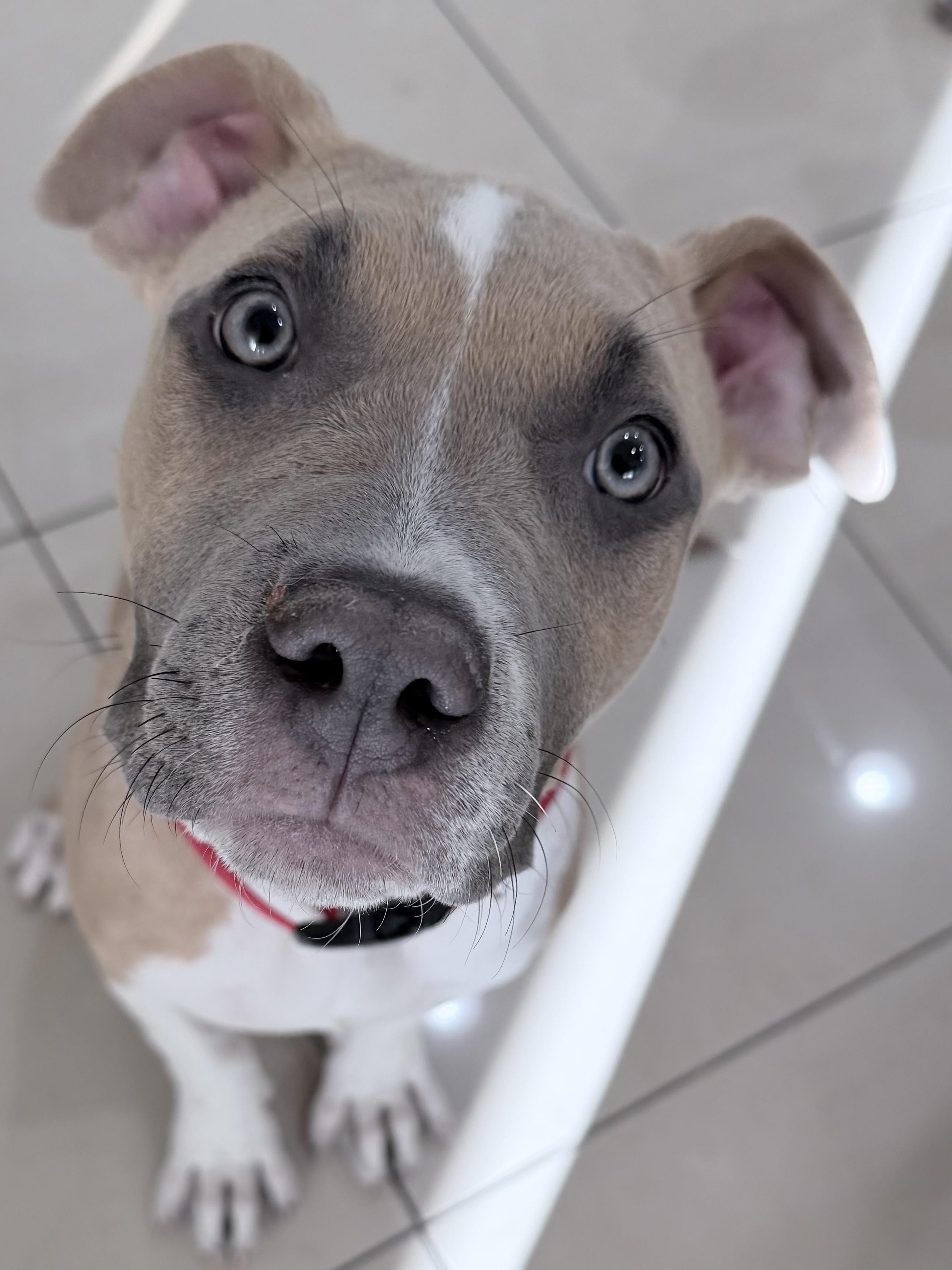 Enlarge Bambi, an adoption pending American Bully in Las Vegas, NV image 1/5