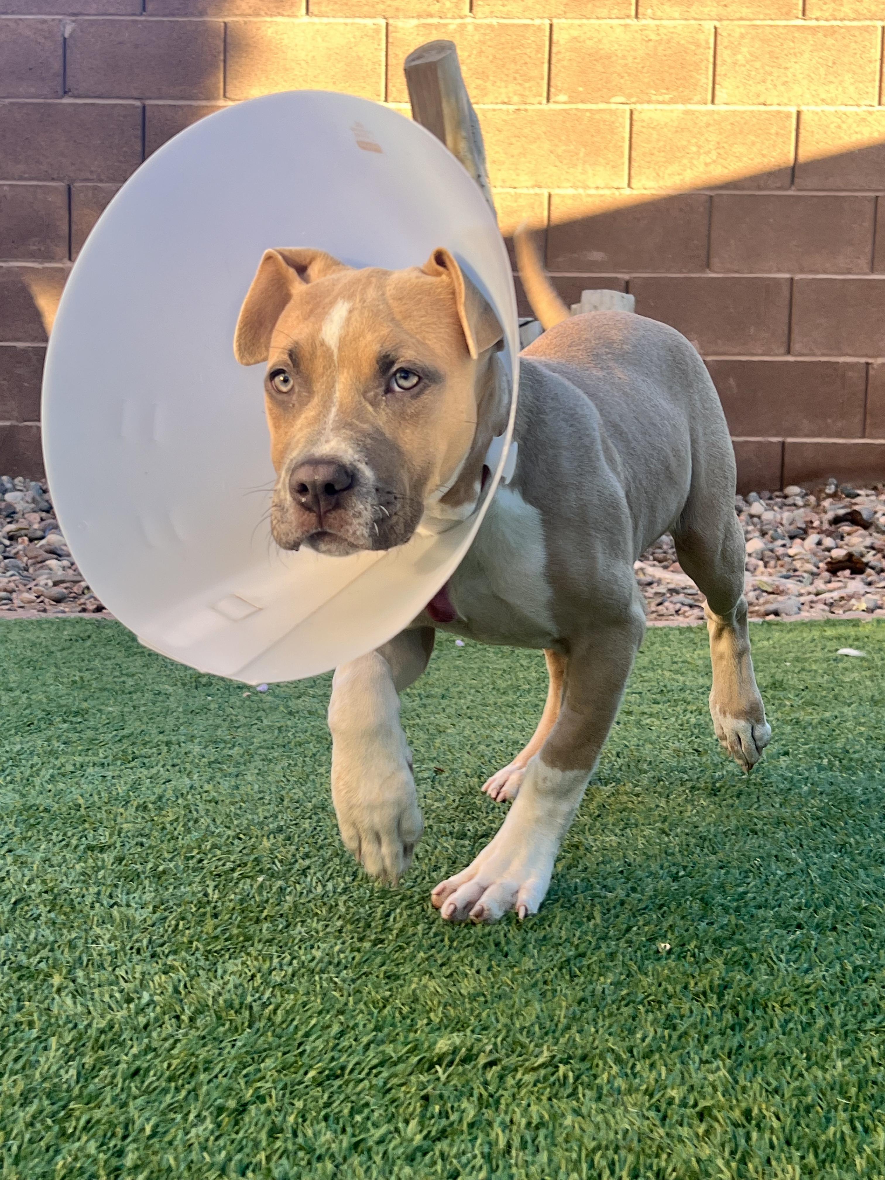 Enlarge Bambi, an adoption pending American Bully in Las Vegas, NV image 3/5
