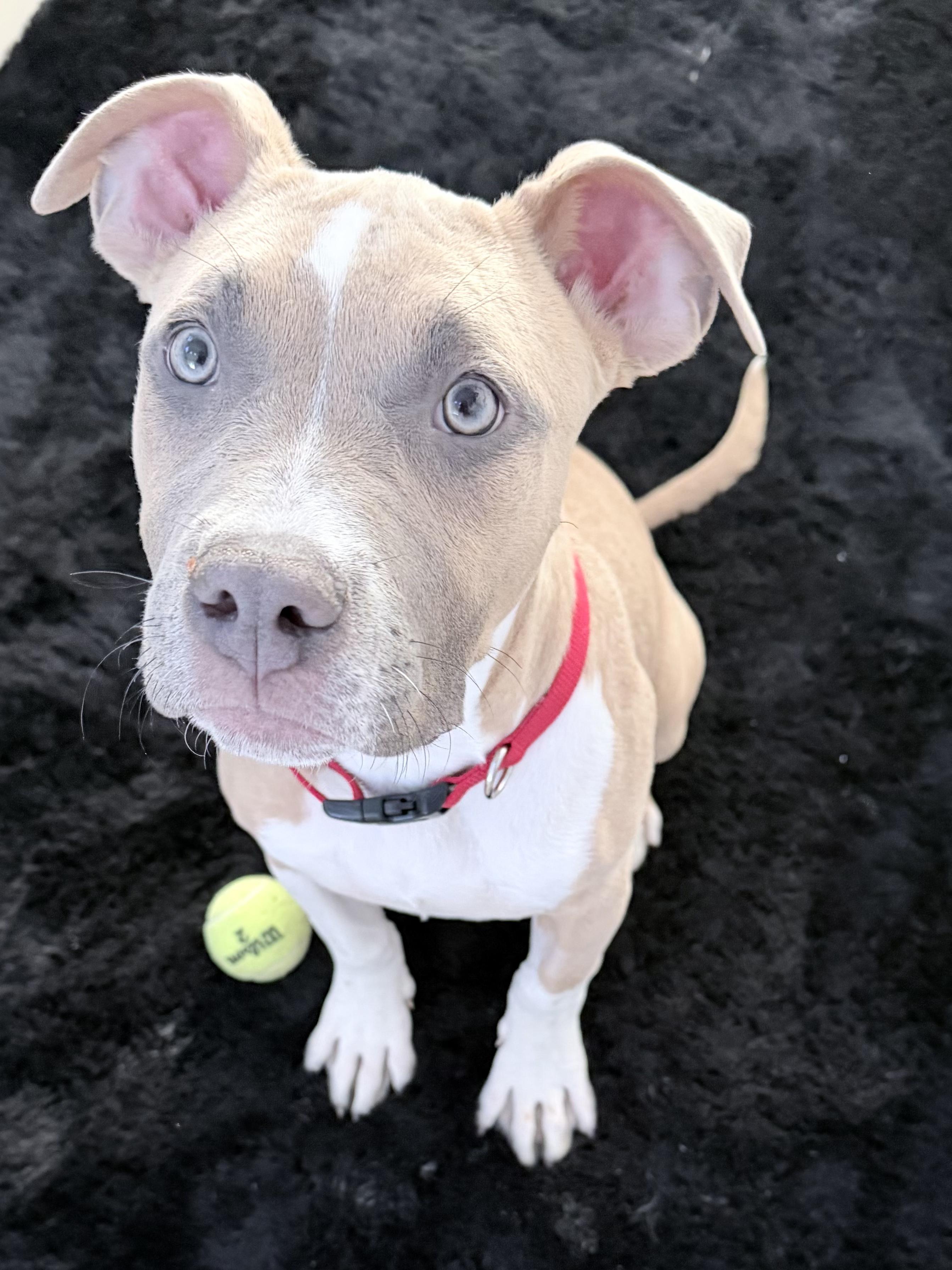 Enlarge Bambi, an adoption pending American Bully in Las Vegas, NV image 2/5