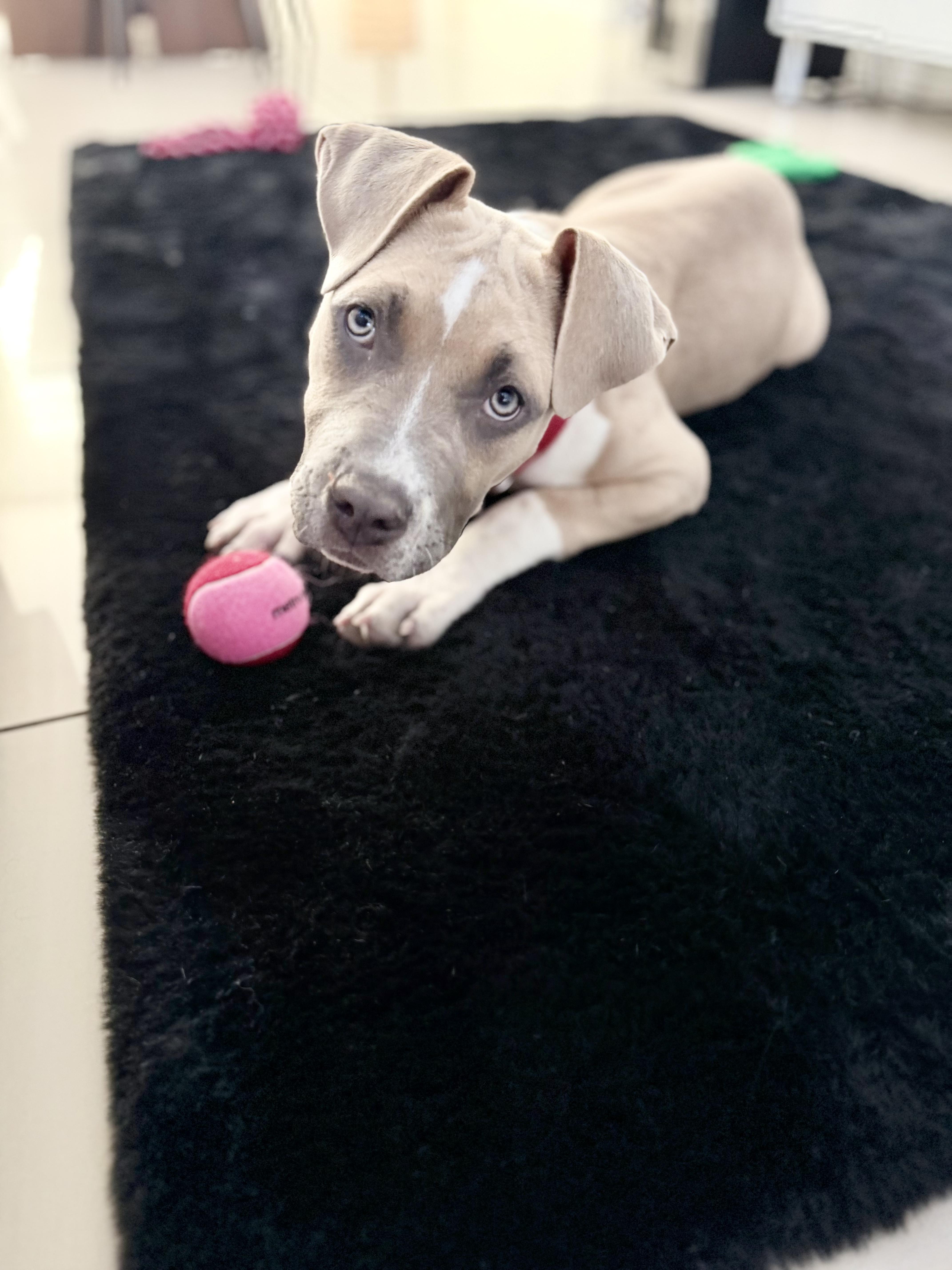 Enlarge Bambi, an adoption pending American Bully in Las Vegas, NV image 5/5