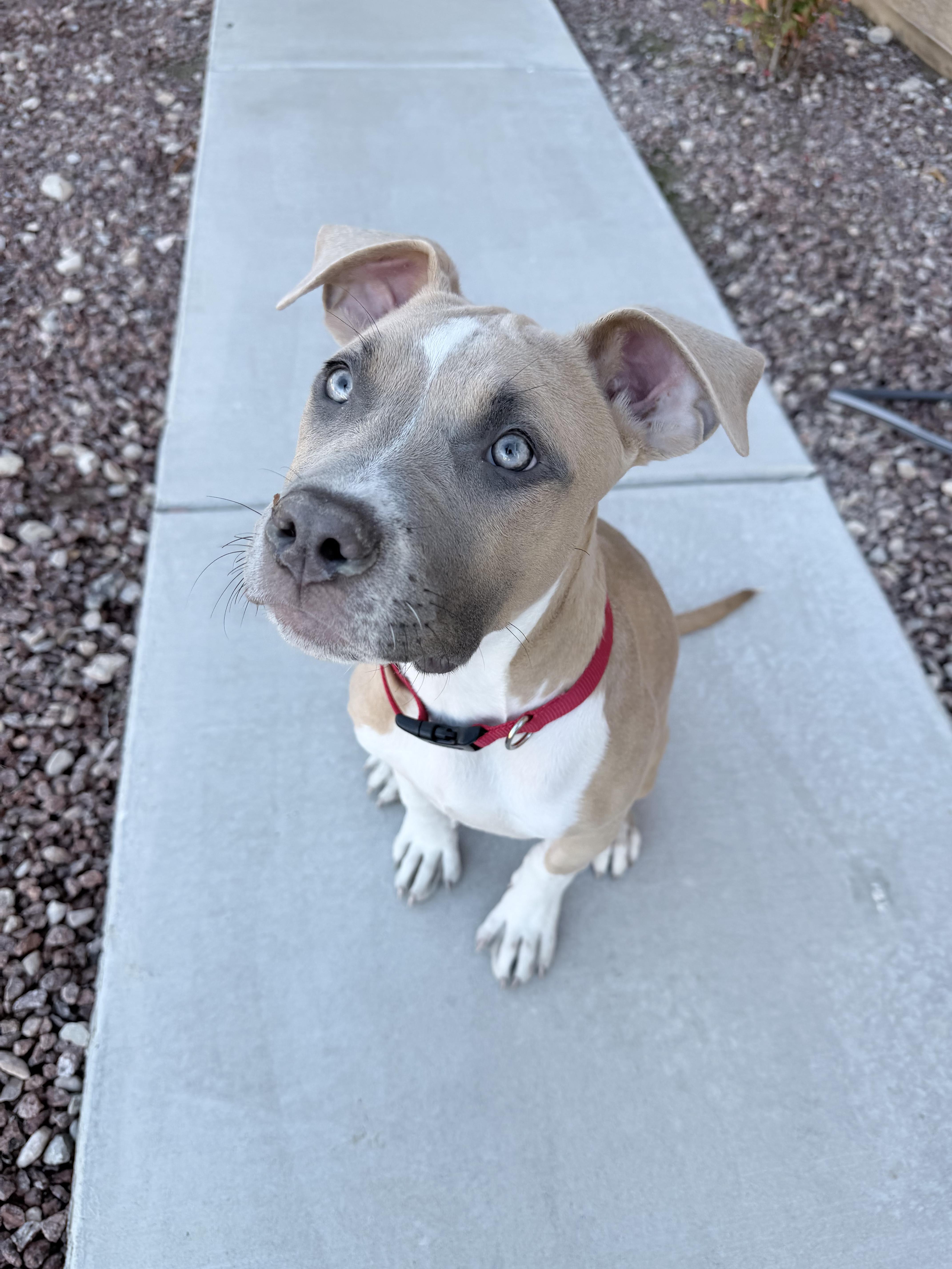 Enlarge Bambi, an adoption pending American Bully in Las Vegas, NV image 4/5