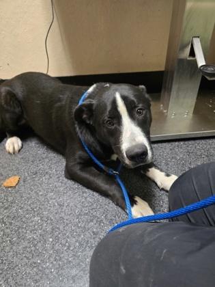 Enlarge Fava, a Adoptable mixed breed in Roseville, CA image 1/1