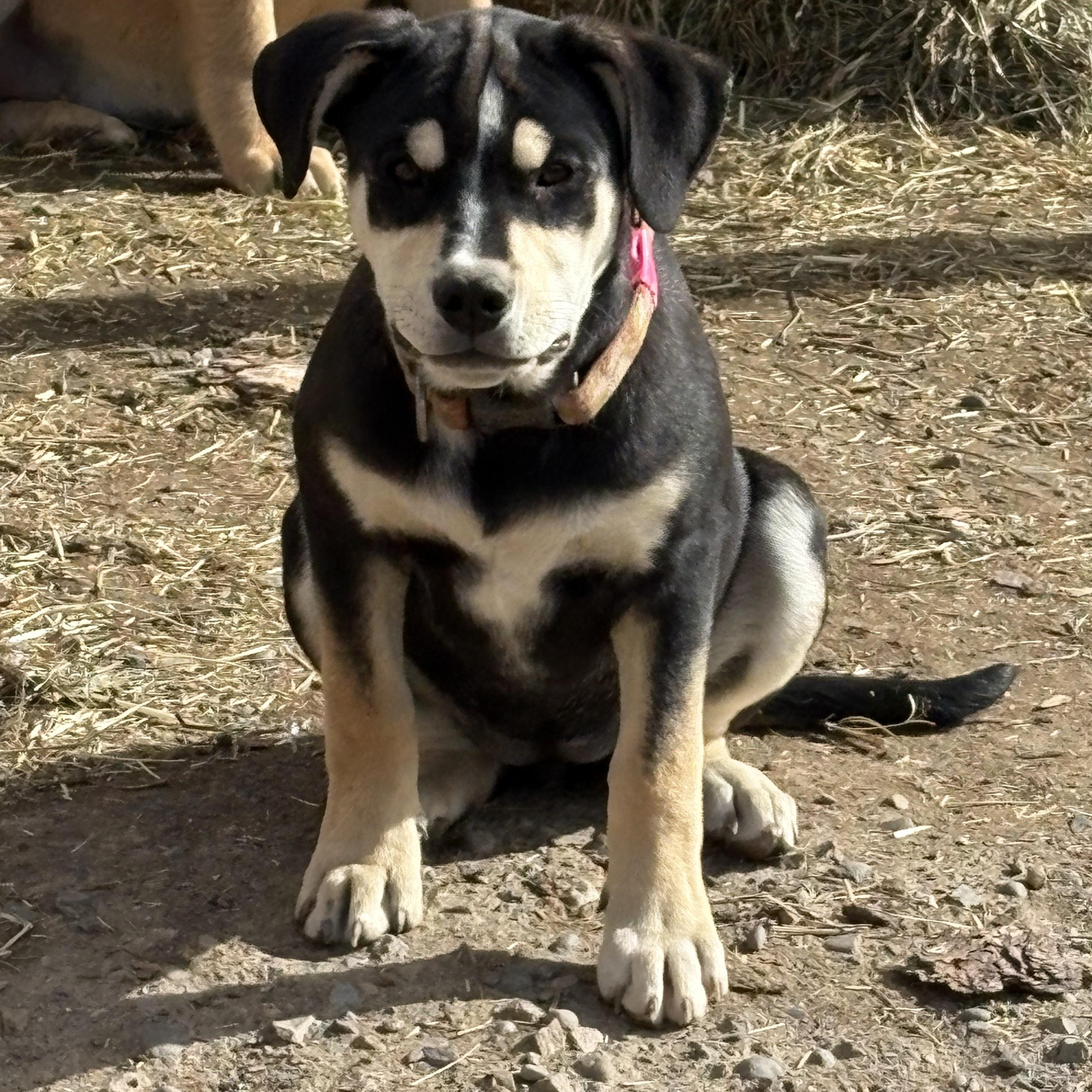 Enlarge Carvers, a ADOPTABLE mixed breed in Pagosa Springs, CO image 1/1