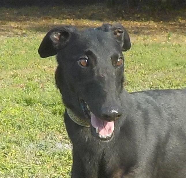RAVEN  (PRISON TRAINED GREYHOUND), Adult Male unknown