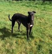 RAVEN  (PRISON TRAINED GREYHOUND), an adoptable Greyhound in Tampa, FL, 33607 | Photo Image 2