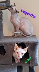 Enlarge Oden, a ADOPTABLE Sphynx / Hairless Cat in Phoenix, AZ image 3/3