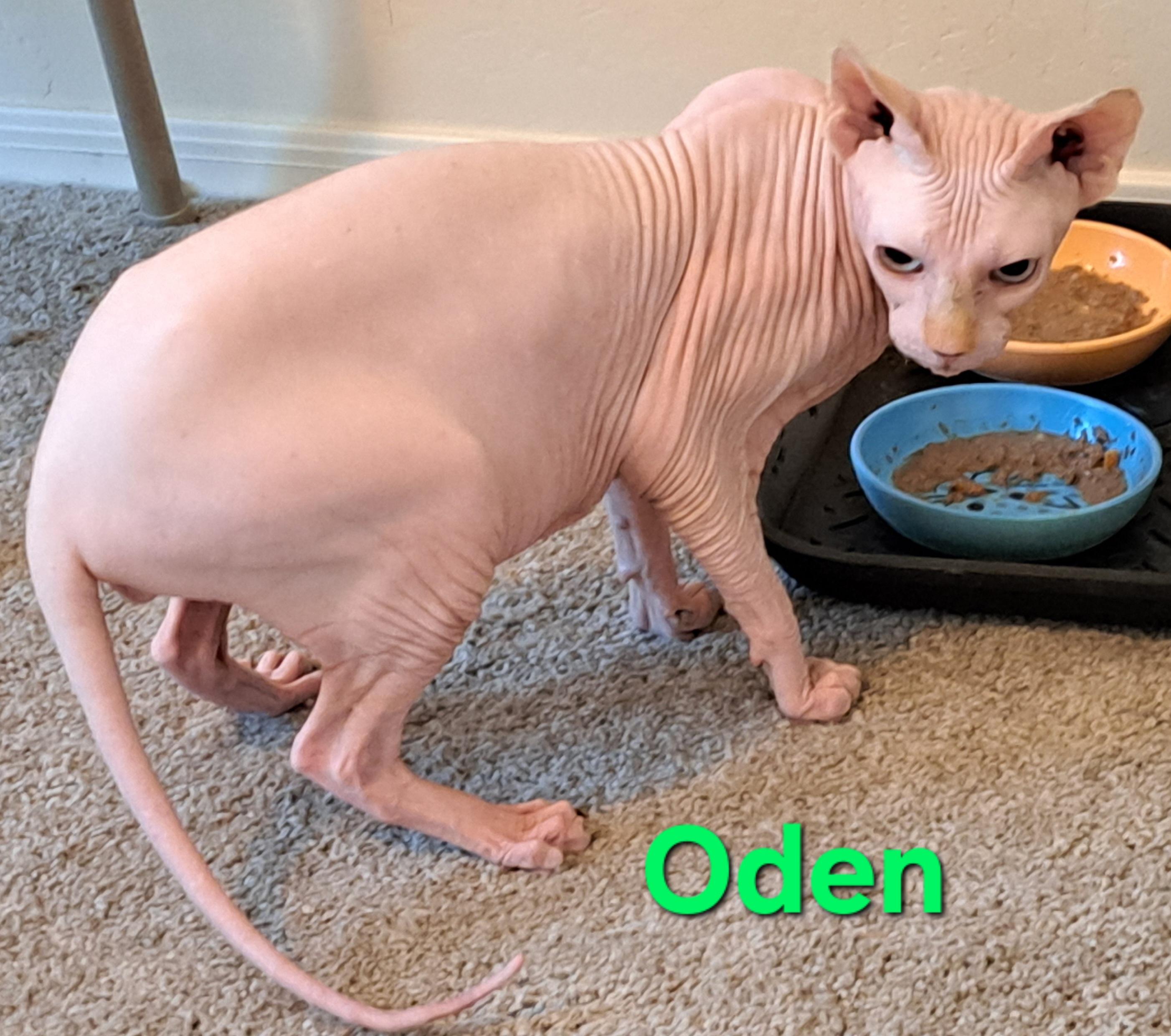 Enlarge Oden, a ADOPTABLE Sphynx / Hairless Cat in Phoenix, AZ image 1/3