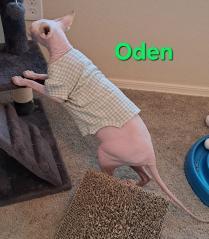 Enlarge Oden, a ADOPTABLE Sphynx / Hairless Cat in Phoenix, AZ image 2/3