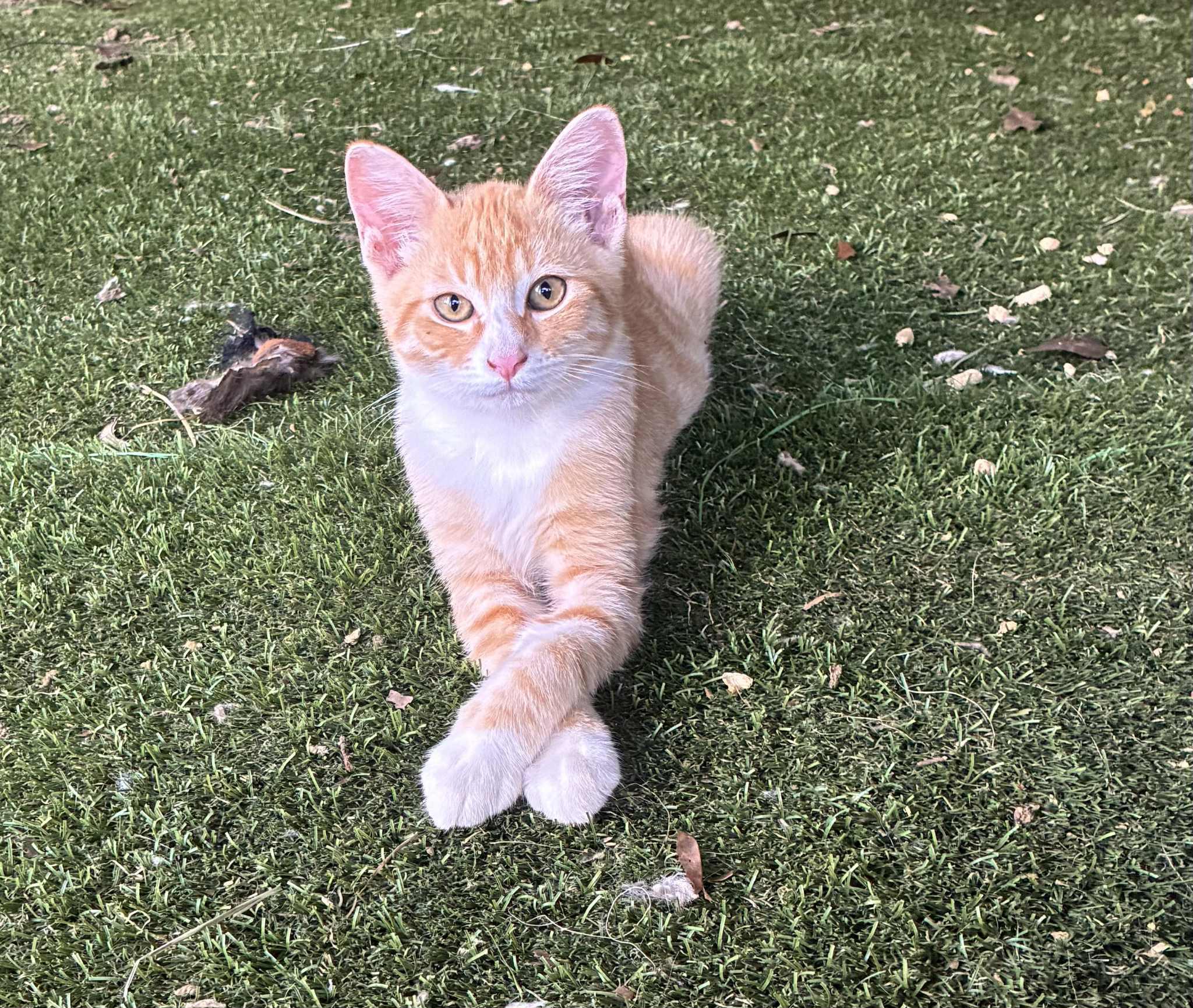 Cheeto, Adoptable, Young Male American Shorthair.